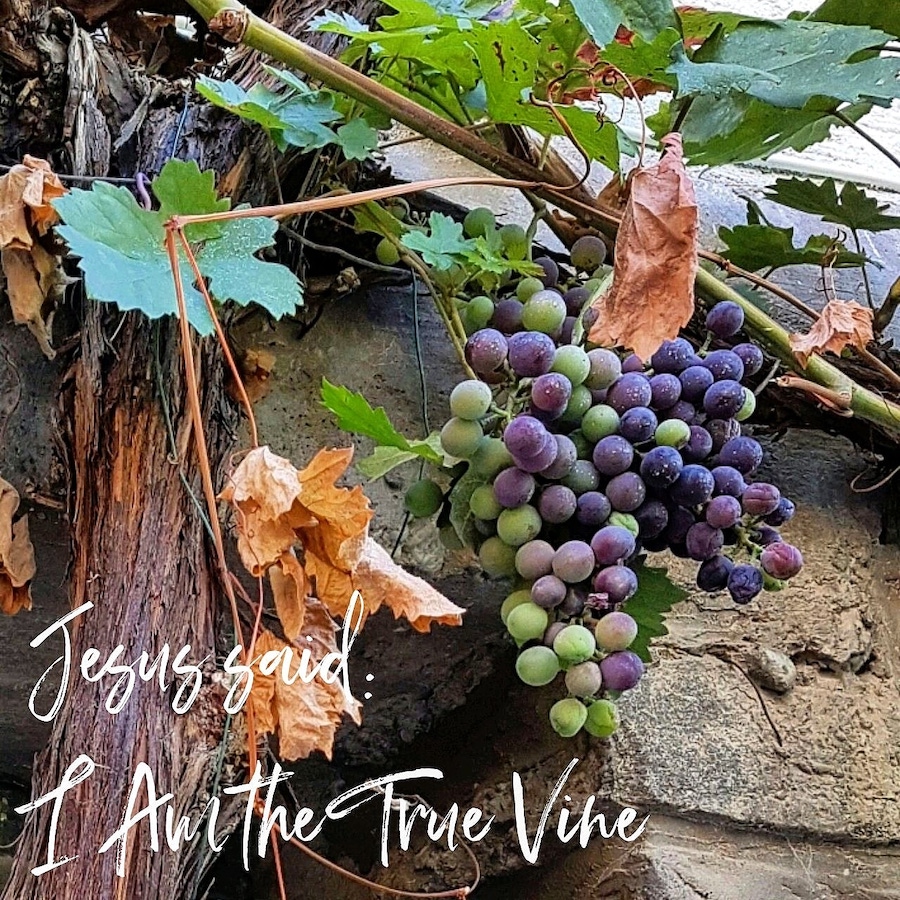 LENT 2023 - Jesus Said: I Am The True Vine, Part I